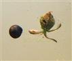  Utricle and Seed